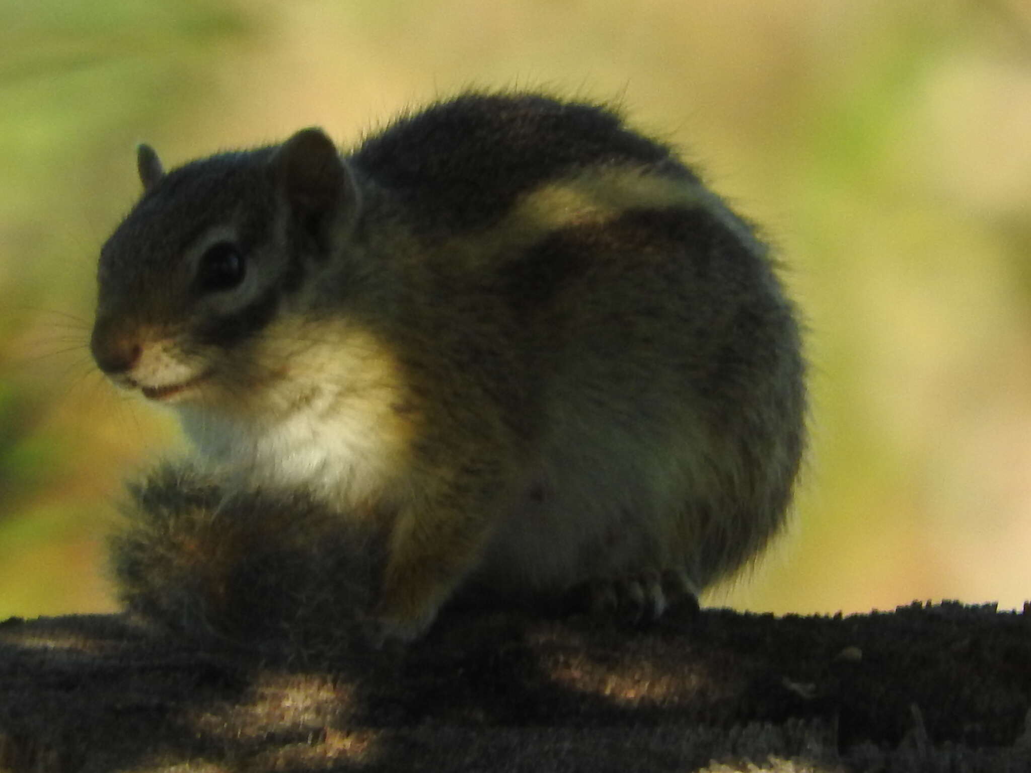 Image of Striped Bush Squirrel