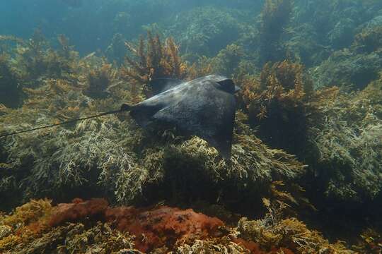 Image of Australian Eagle Ray