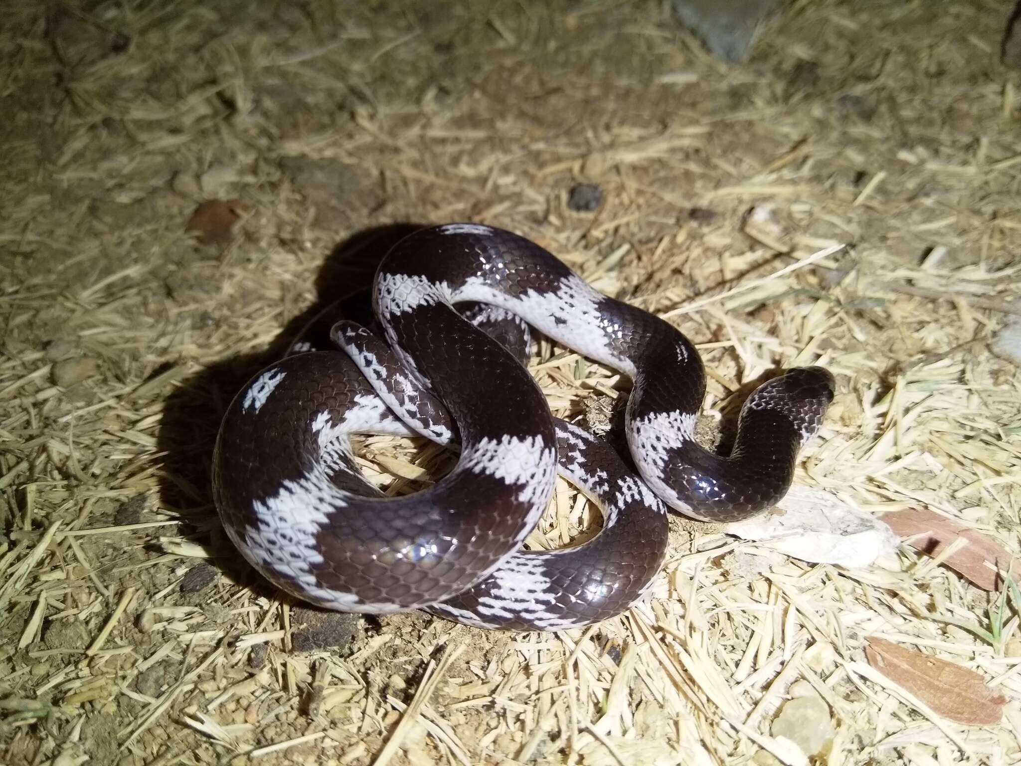 Image of Barred Wolf Snake