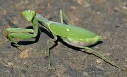 Image of African mantis