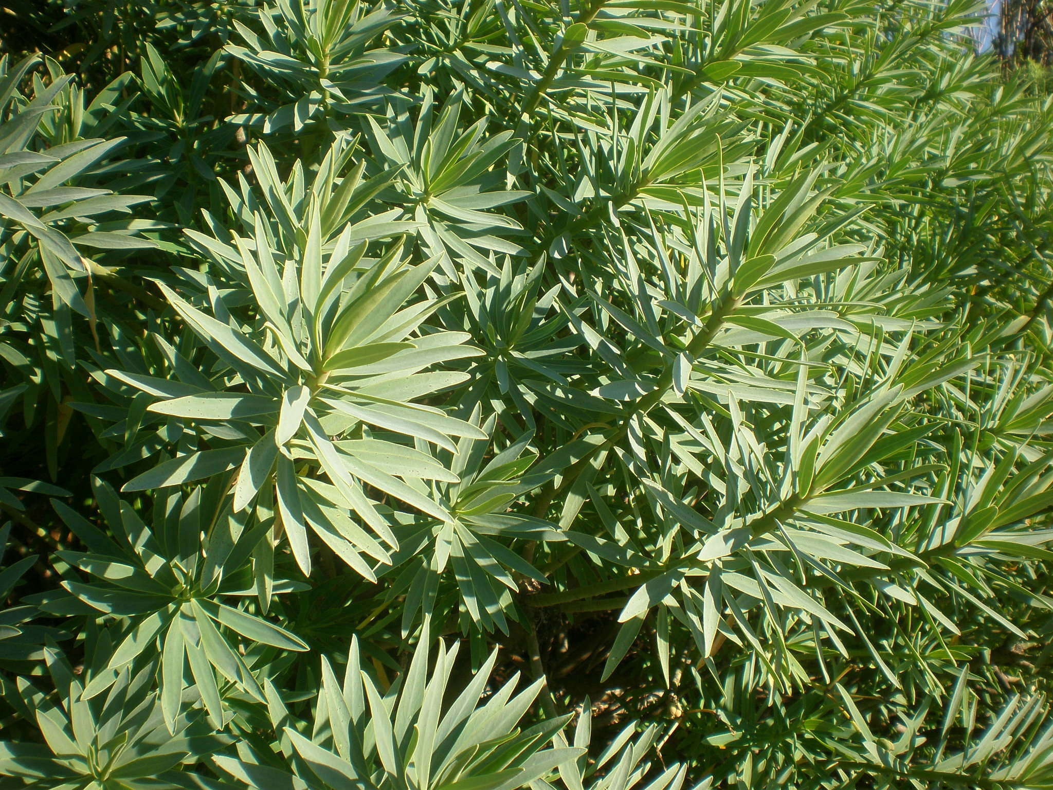 Image of Euphorbia piscatoria Aiton