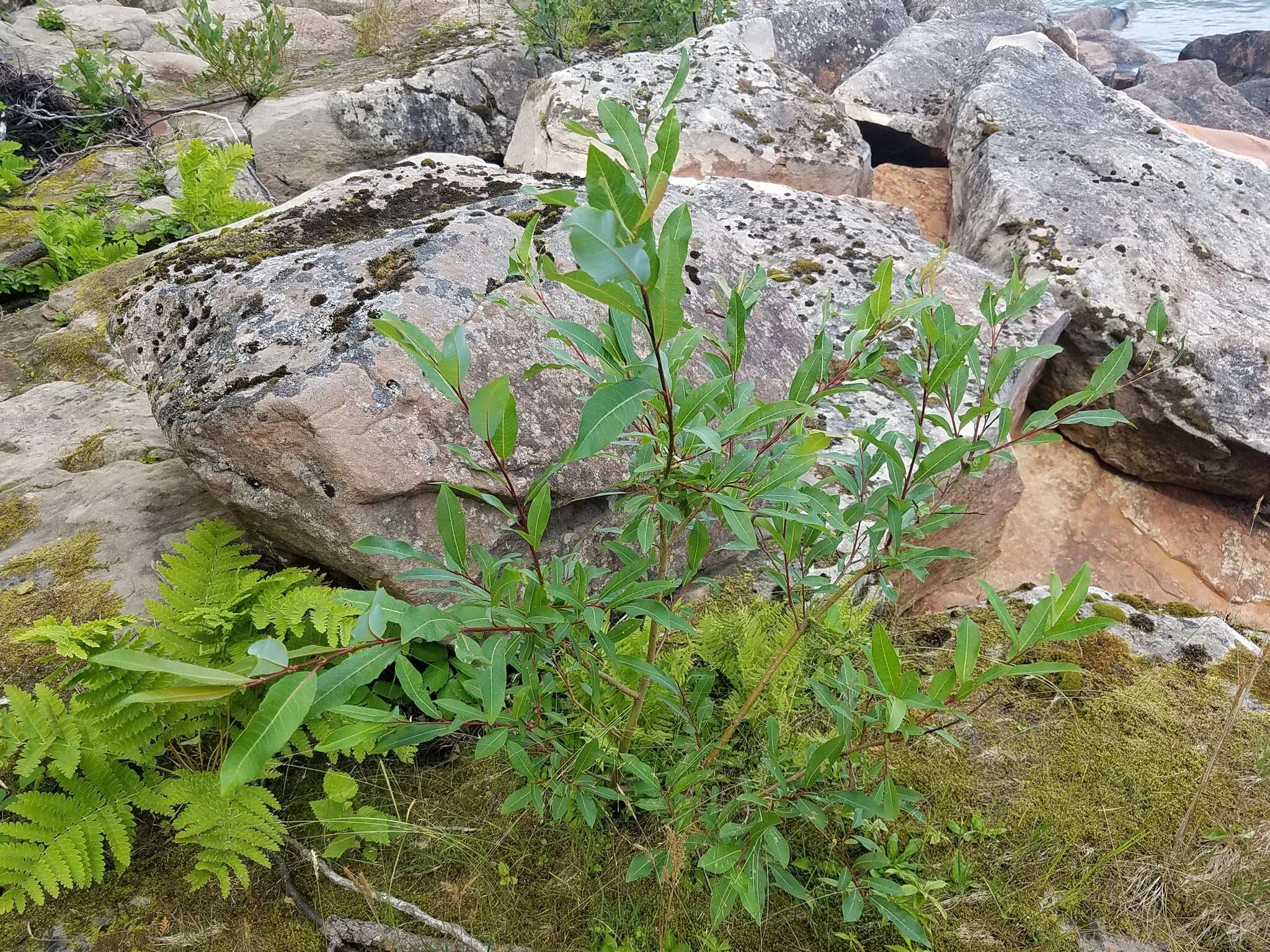 Salix myricoides Muhl.的圖片