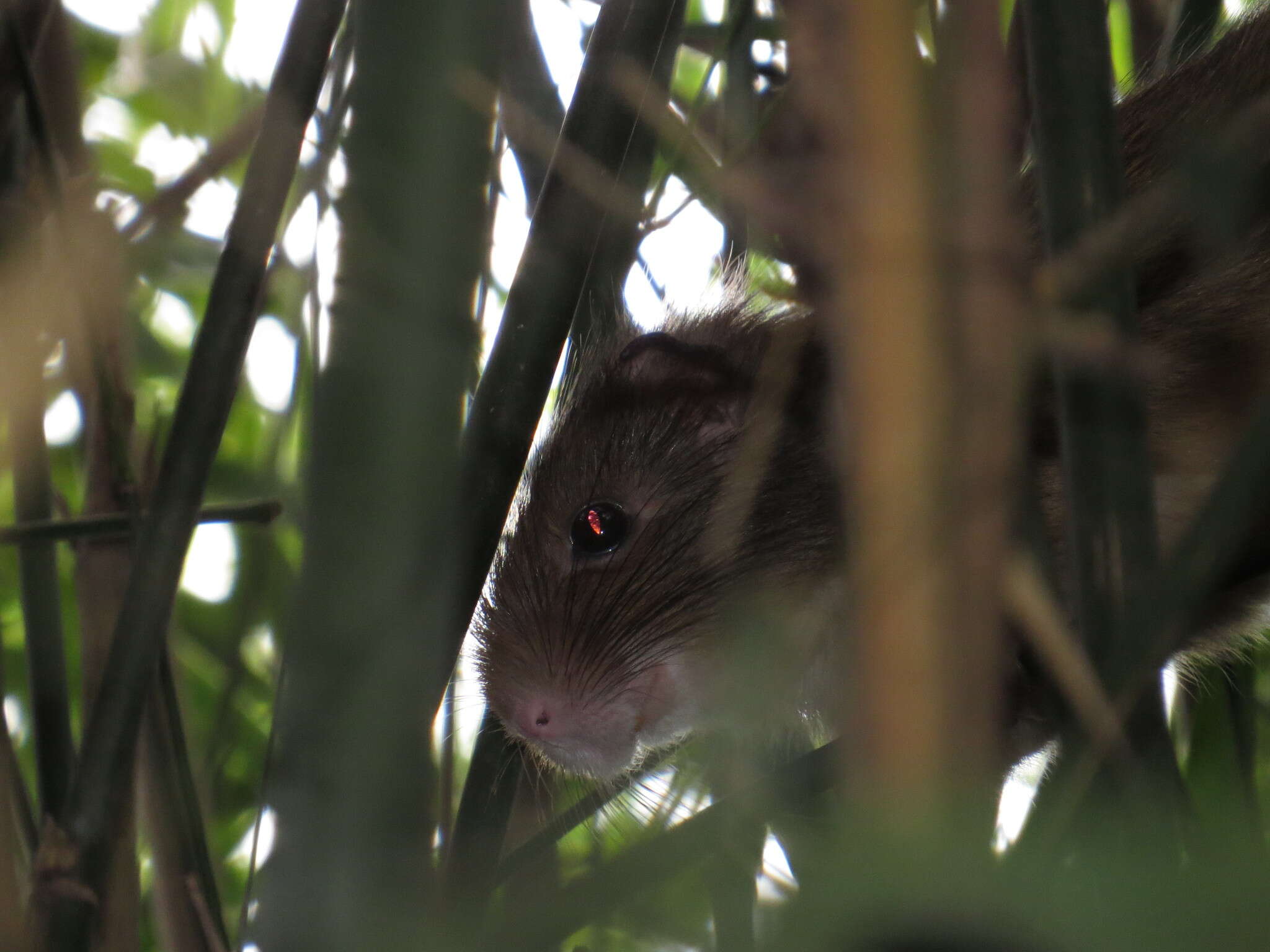 Image of Atlantic bamboo rat