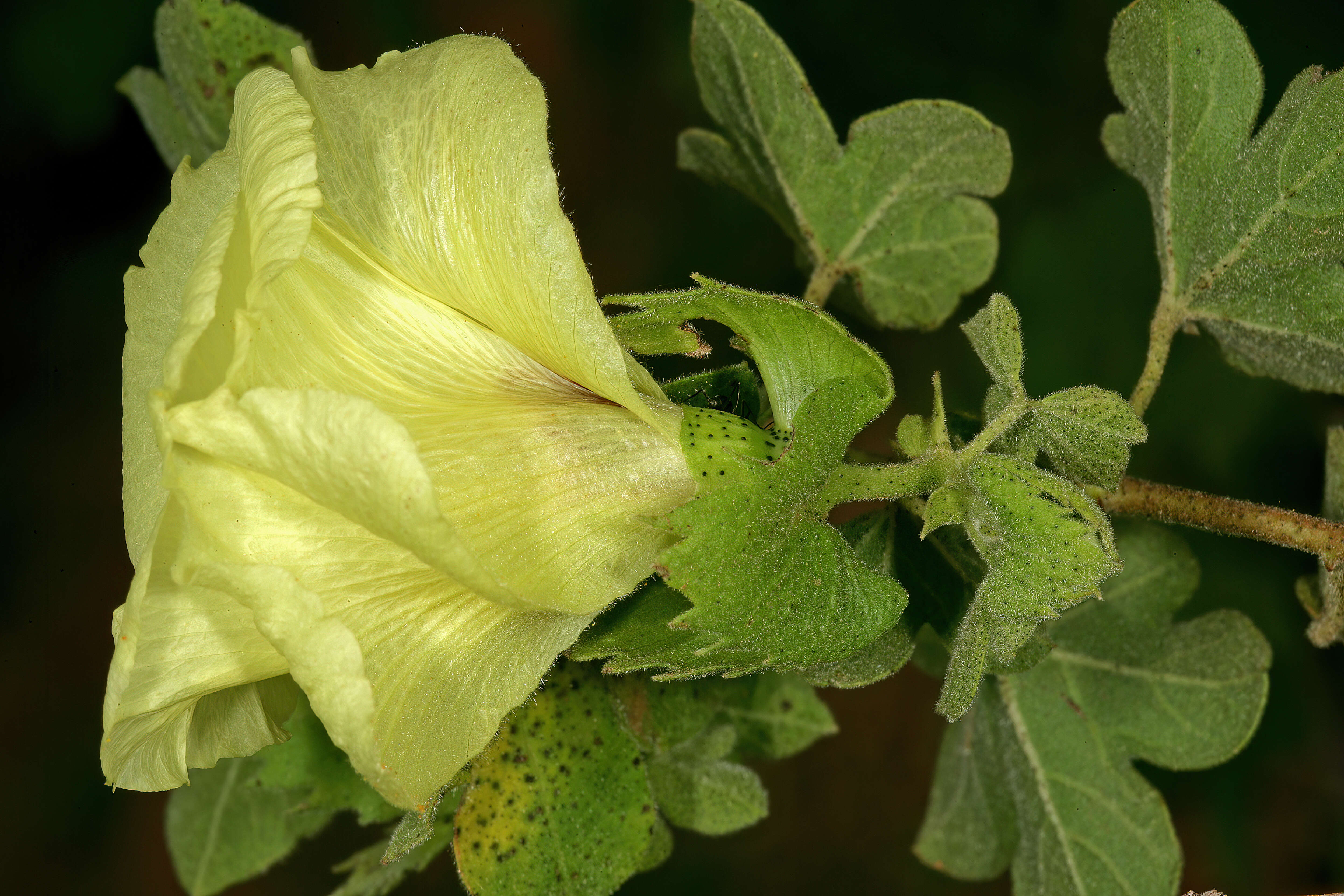 Image of Levant cotton