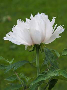 Sivun Paeonia ostii Tan Hong & Jia-xun Zhang kuva