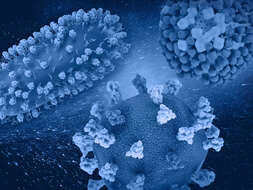 Image de Human respiratory syncytial virus