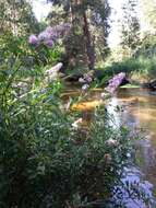 Слика од Spiraea salicifolia L.