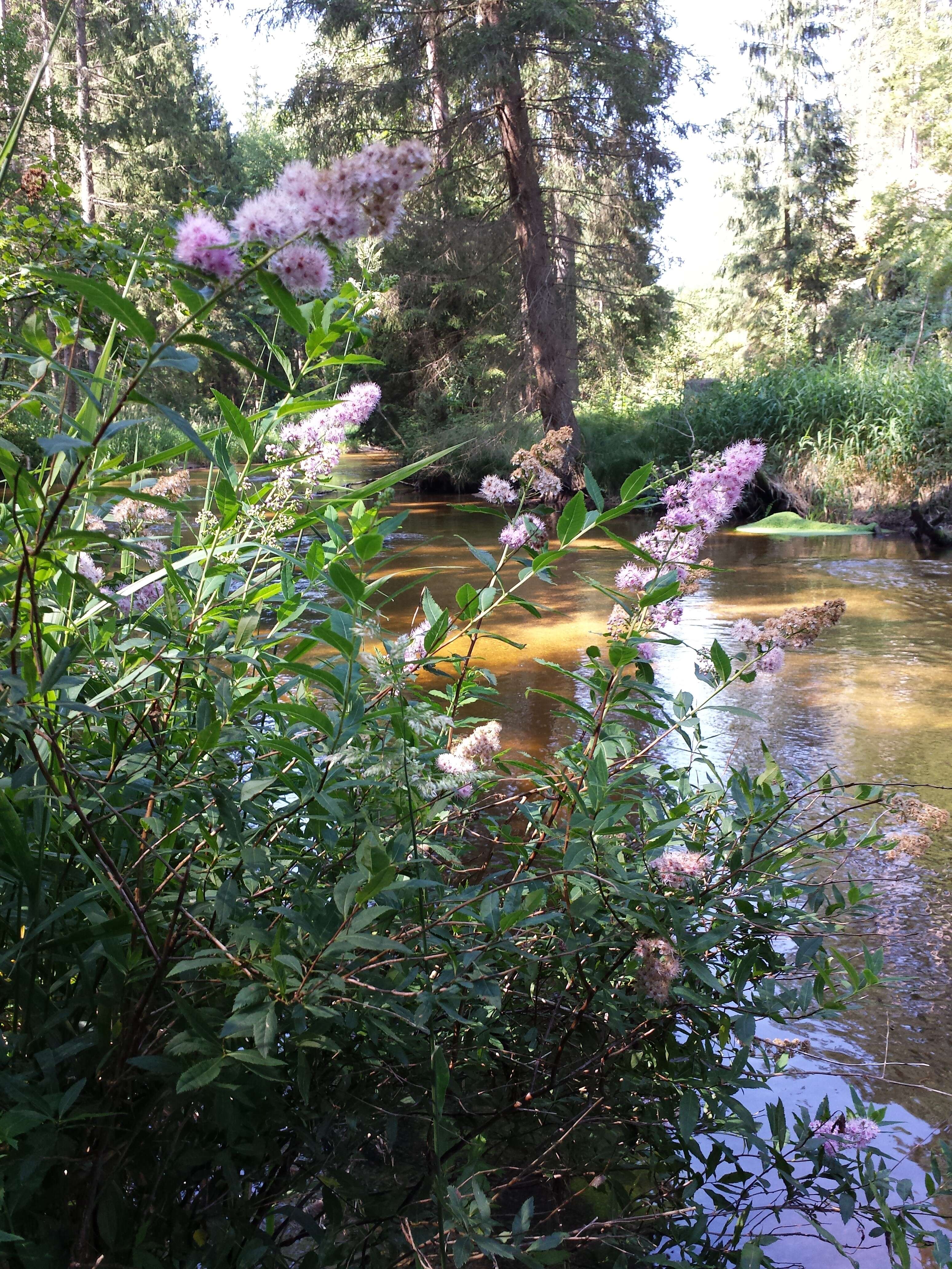 Слика од Spiraea salicifolia L.