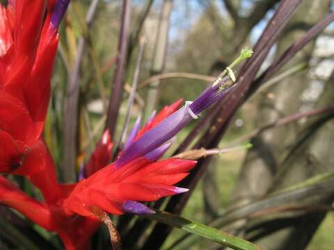 Imagem de Tillandsia chlorophylla L. B. Sm.