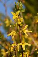 Forsythia europaea Degen & Bald. resmi