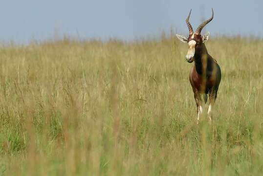 Image of Blesbok