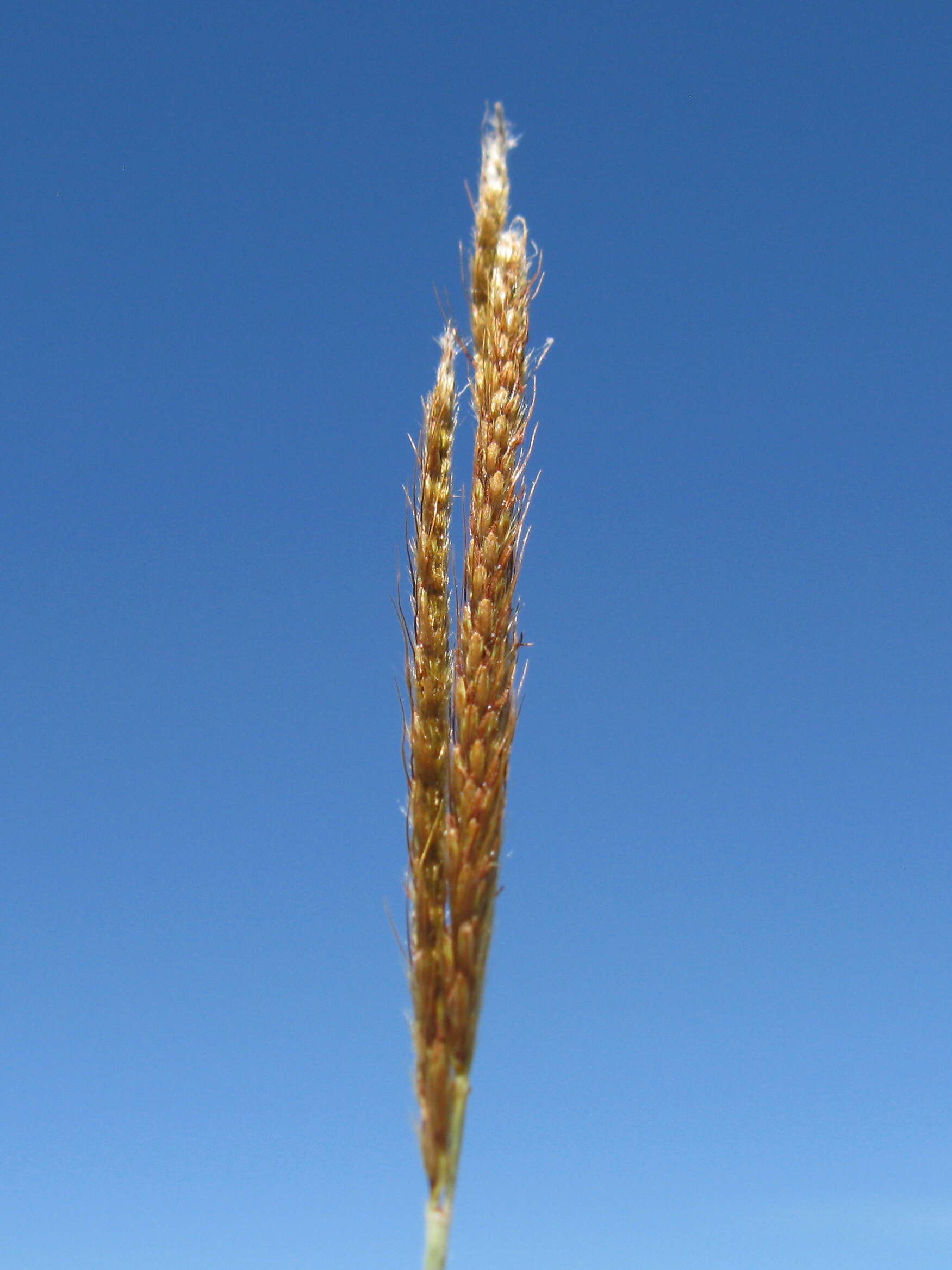 Image of Golden velvet grass