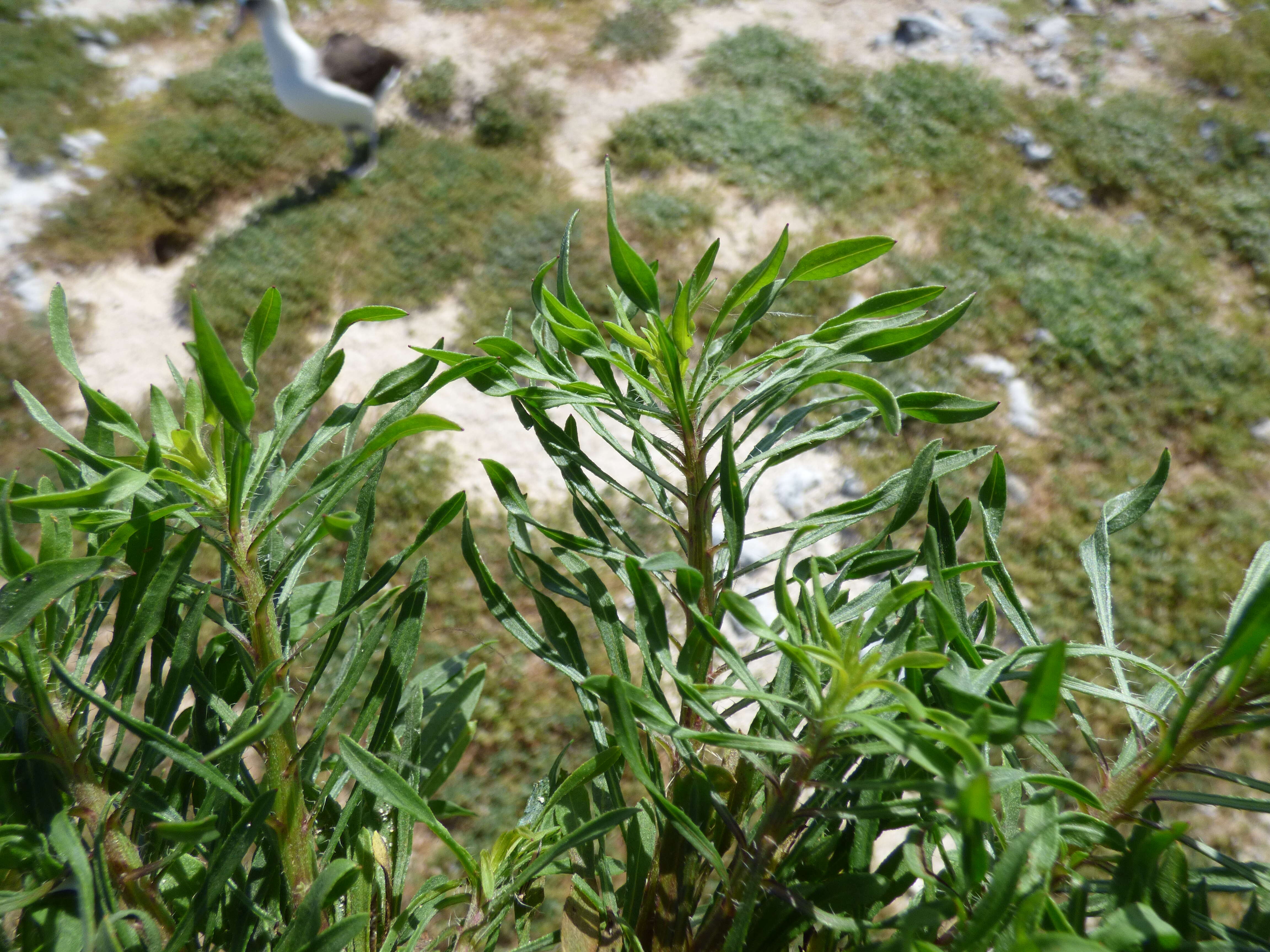 Image of Canadian Horseweed