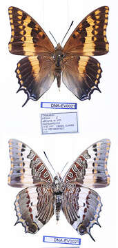 Imagem de Charaxes pelias