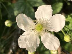 Imagem de Rubus allegheniensis Porter