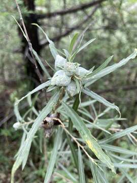 Image of Willow Pinecone Gall Midge