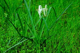 Слика од Crinum viviparum (Lam.) R. Ansari & V. J. Nair