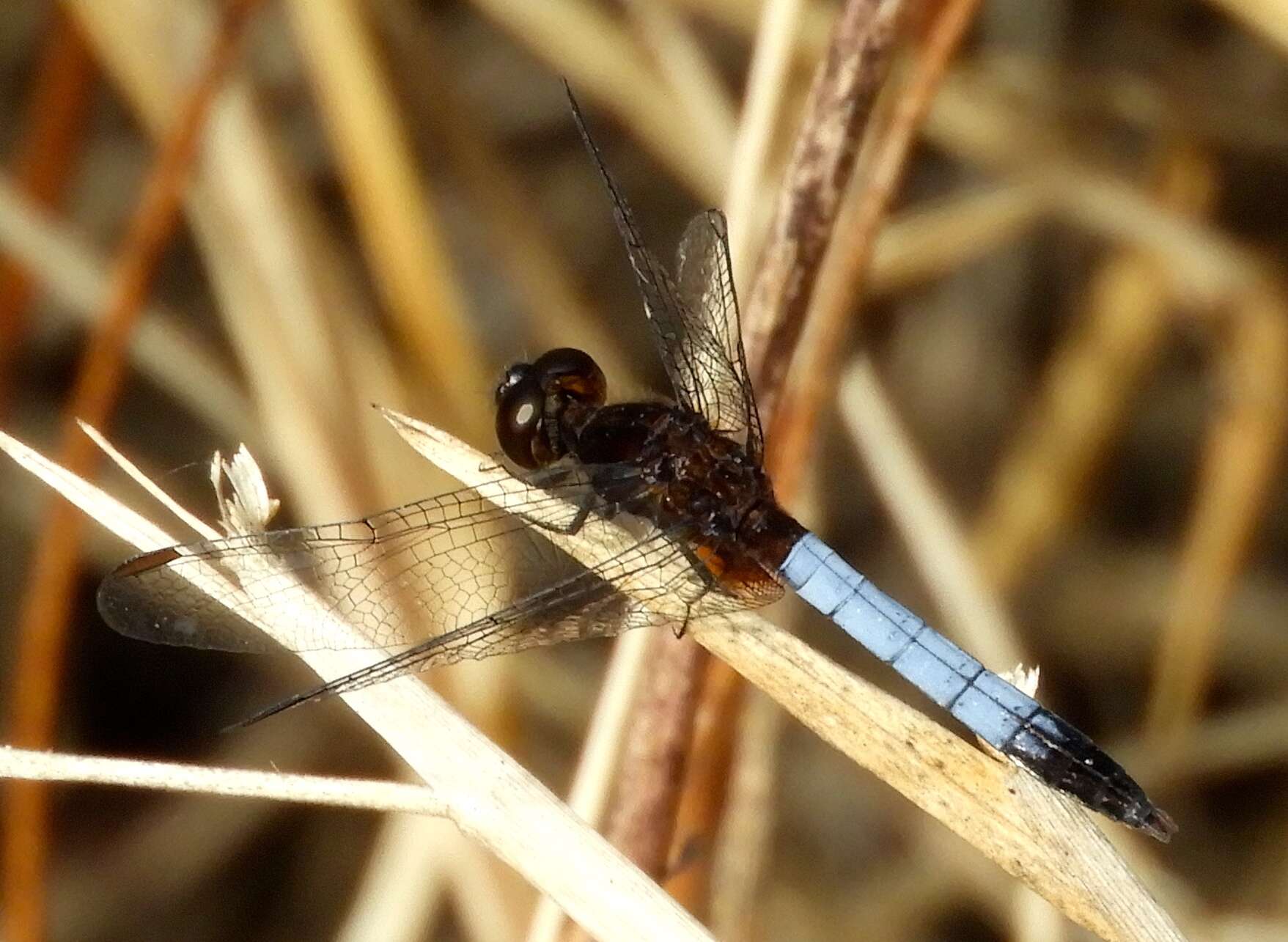 Sivun Erythrodiplax basifusca (Calvert 1895) kuva