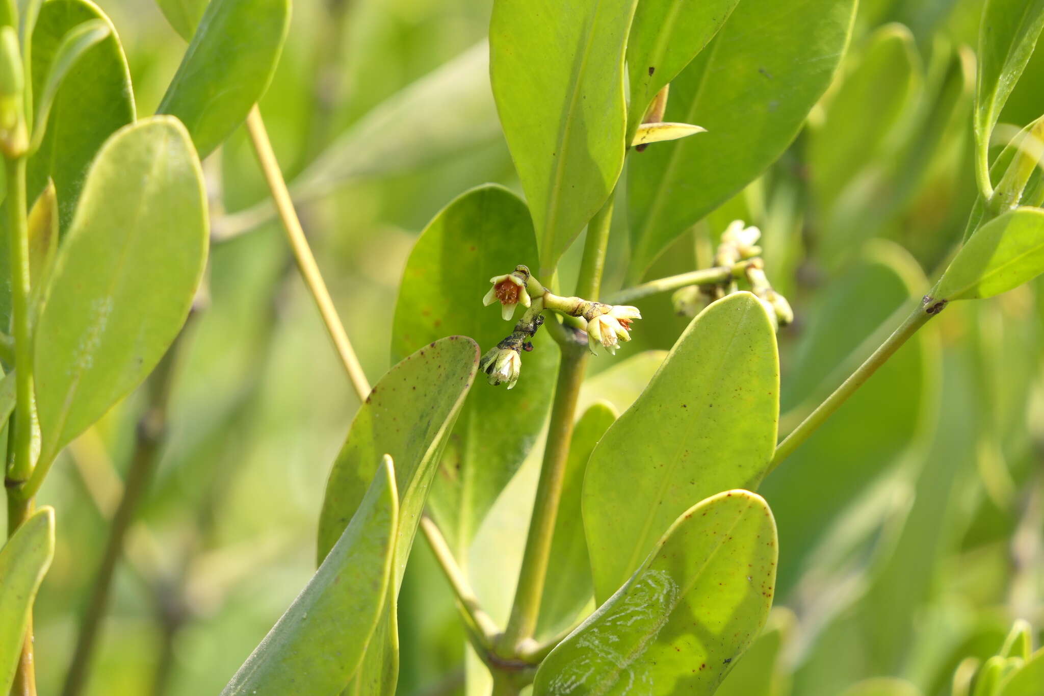 Image of Ceriops tagal