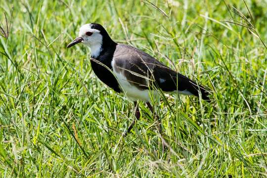 Image of Long-toed Lapwing