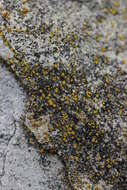 Image of Hidden goldspeck lichen