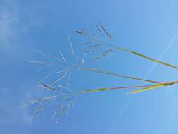 Image of fall panicgrass