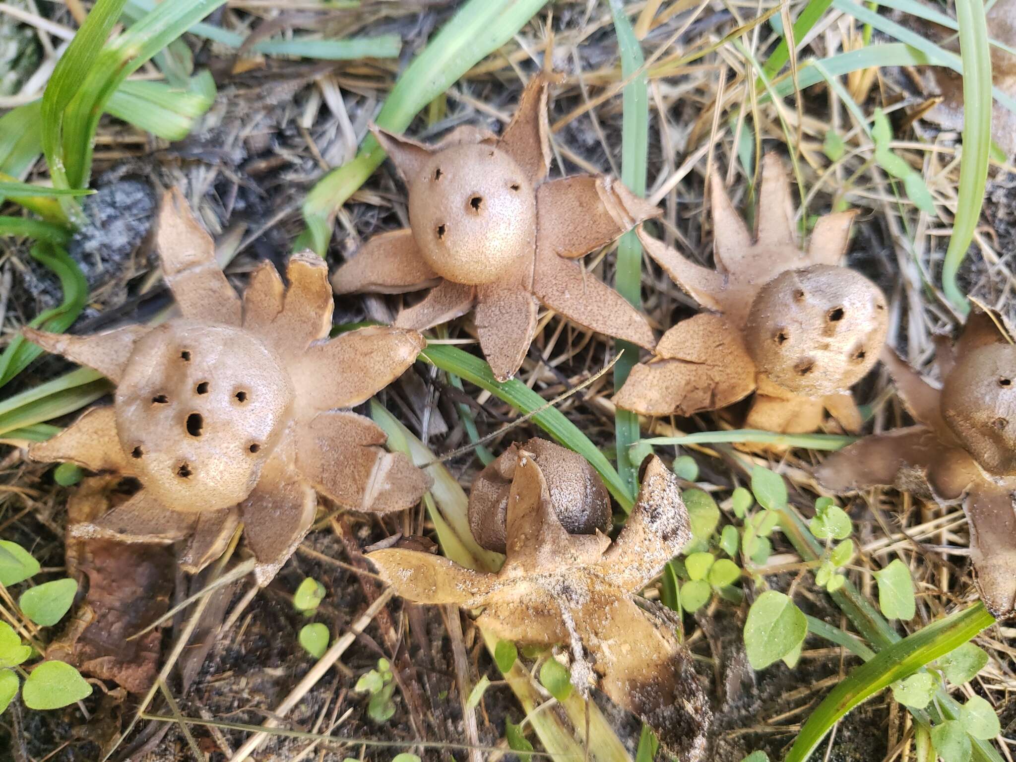 Image de Myriostoma coliforme (Dicks.) Corda 1842