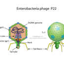 Image of Salmonella virus P22