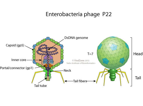 Image of Salmonella virus P22