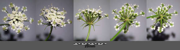 Image of European Waterhemlock