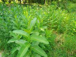 Imagem de Asclepias syriaca L.