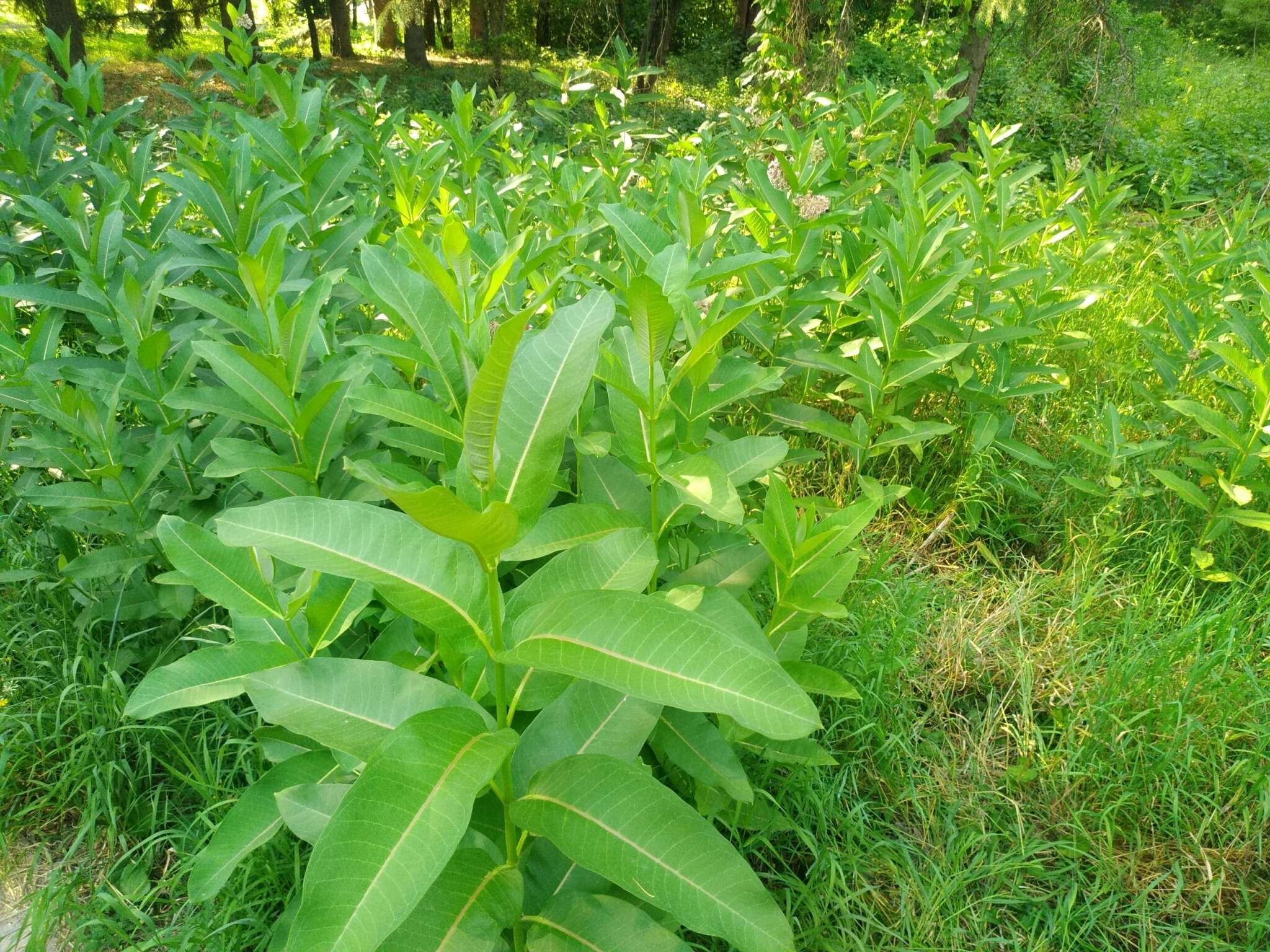 Imagem de Asclepias syriaca L.