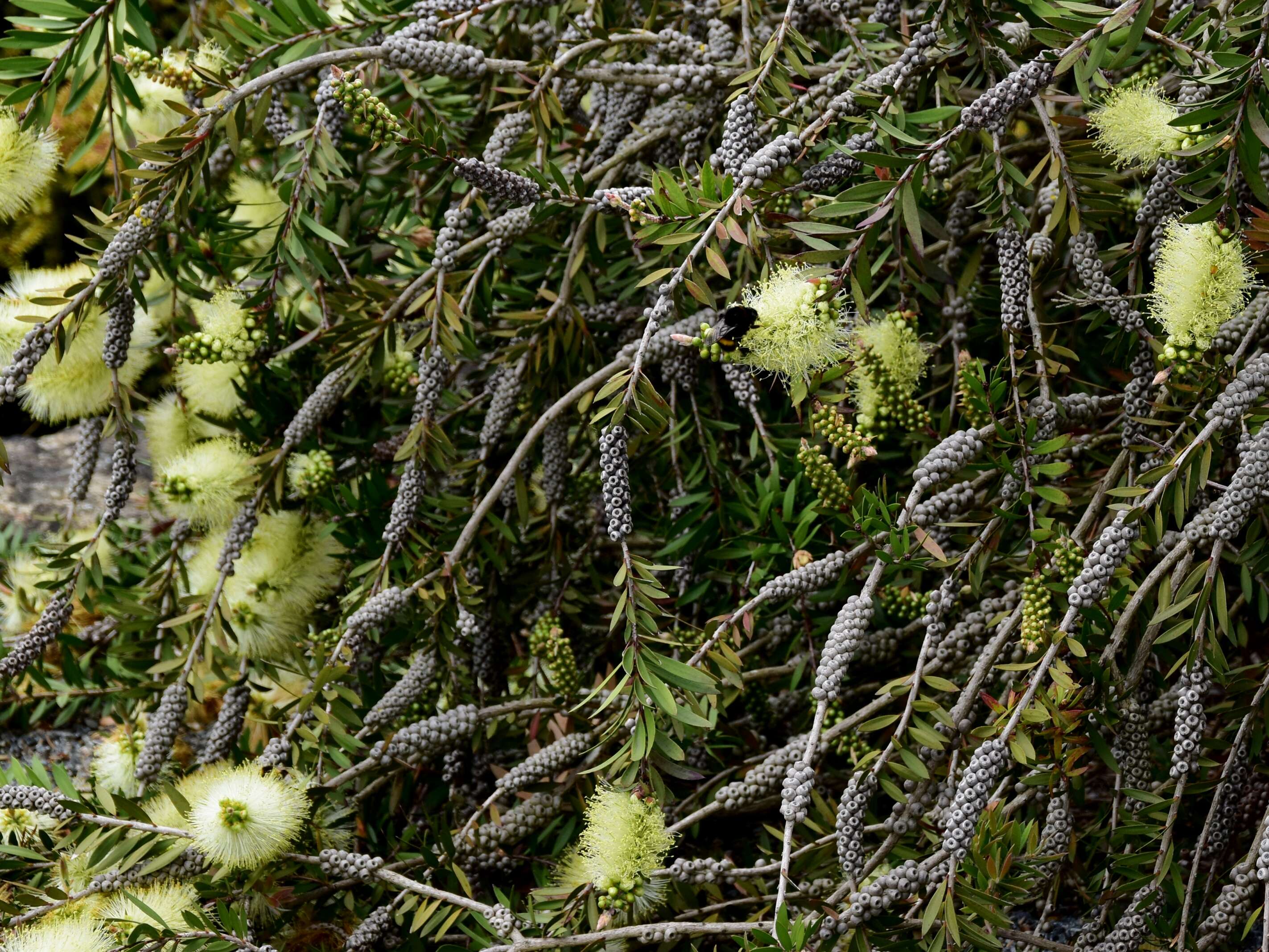 Plancia ëd Callistemon salignus (Sm.) Colv. ex Sweet