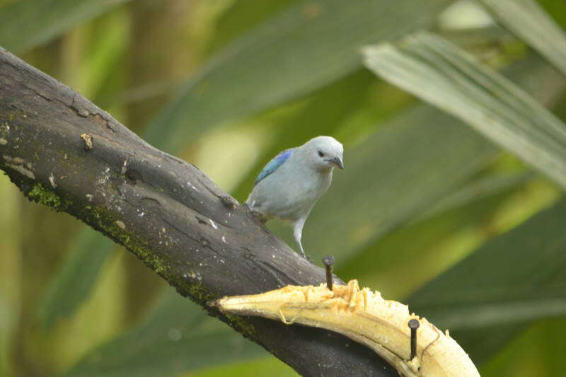 Image of Blue-gray Tanager