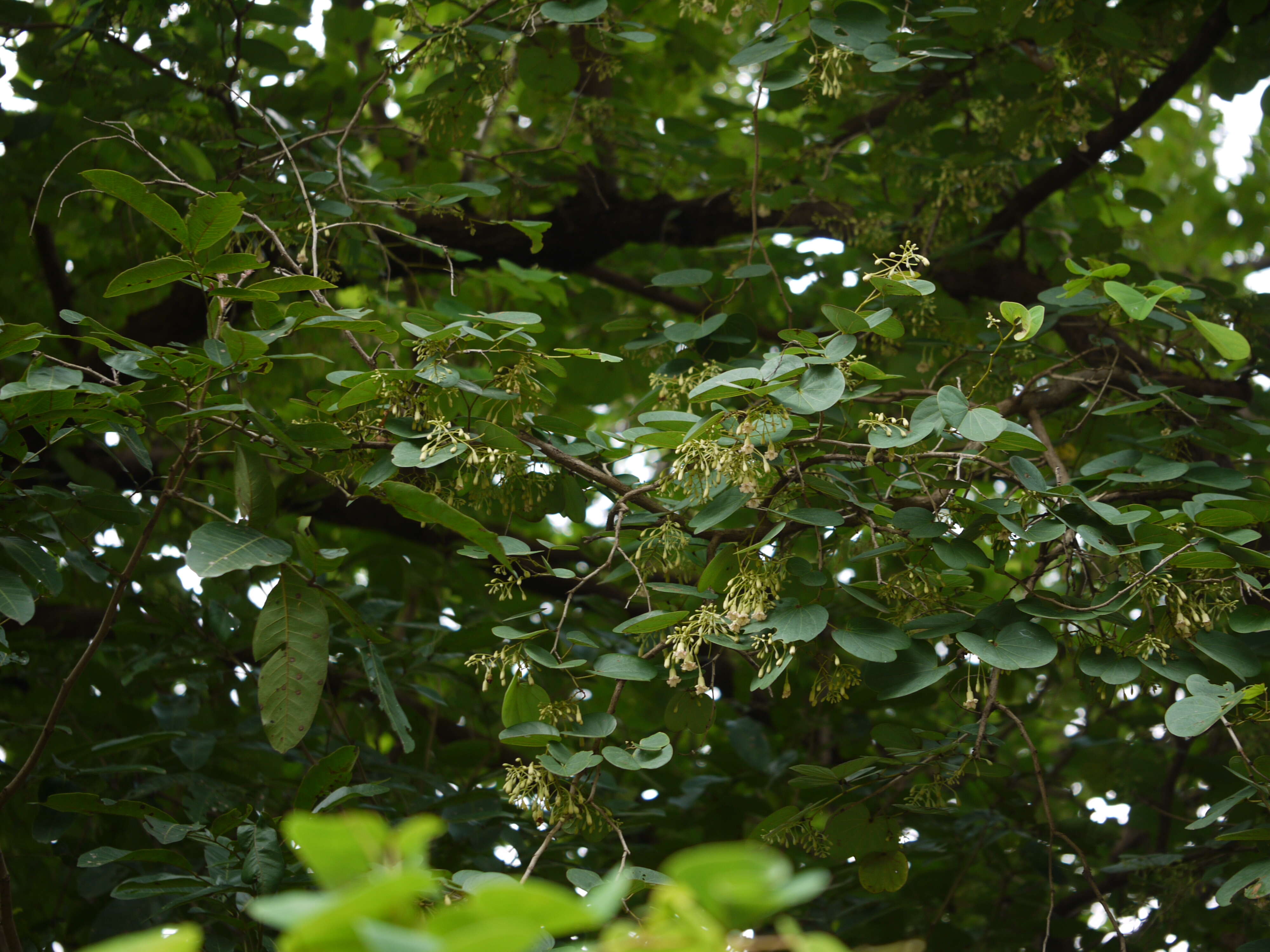 Imagem de Bauhinia malabarica Roxb.