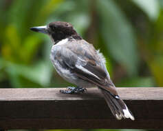 Image of Grey Butcherbird