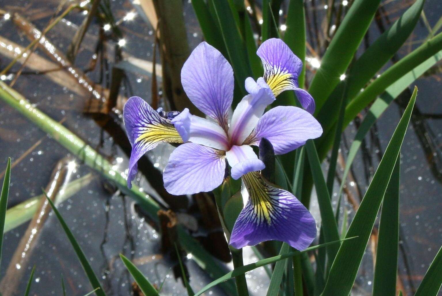 Image de blue flag iris versicolore