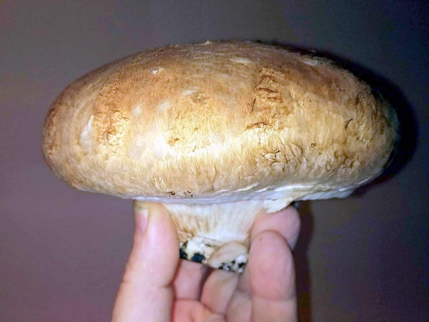 Image of commercial mushroom