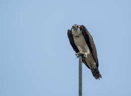 Image of ospreys