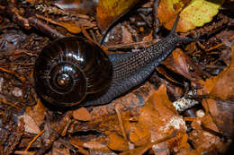 Image of Powelliphanta patrickensis (Powell 1949)