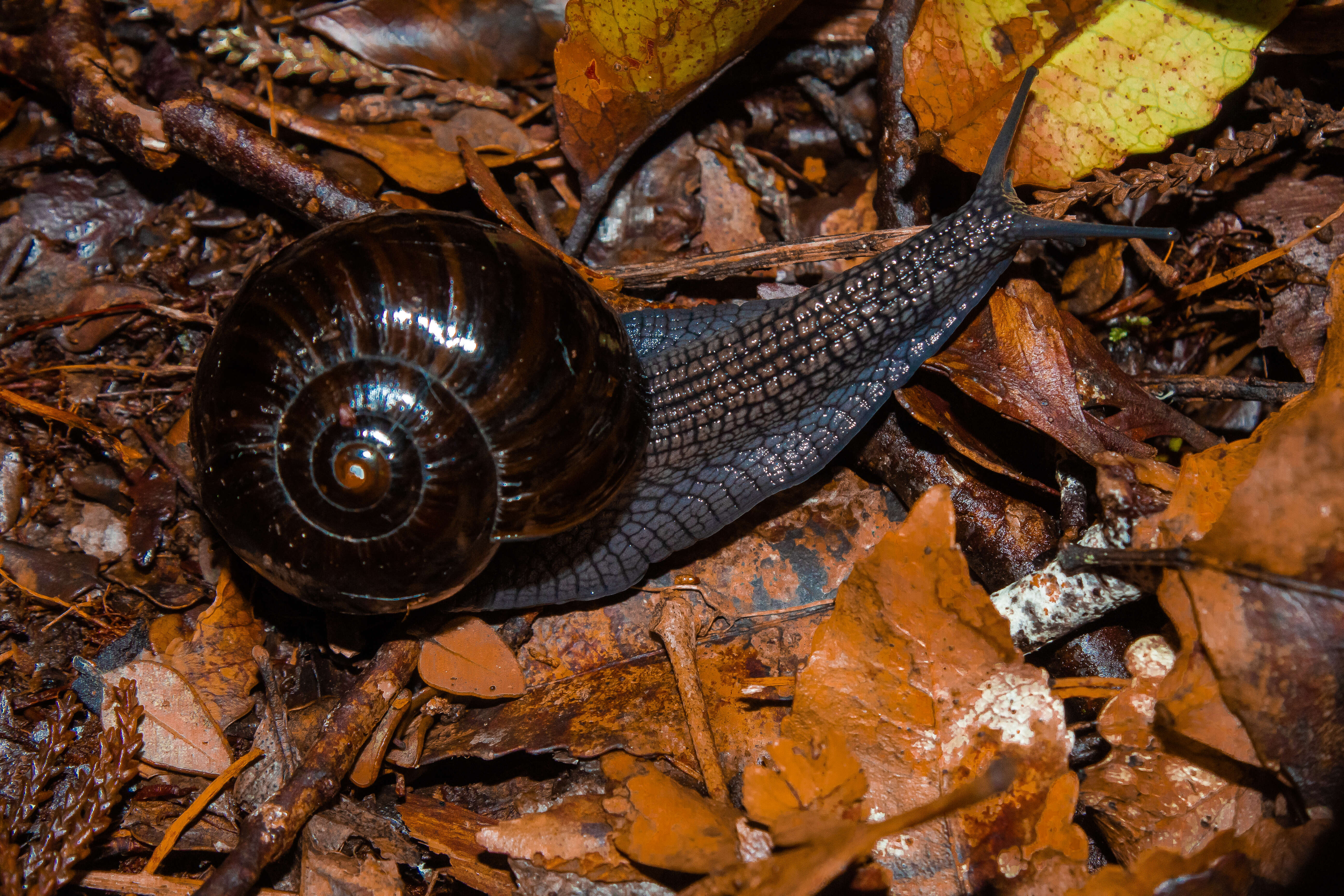 Image of Powelliphanta patrickensis (Powell 1949)