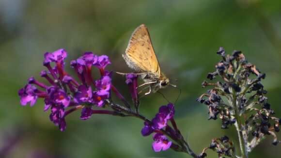 Image of Hylephila phyleus