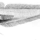 Слика од Physiculus argyropastus Alcock 1894