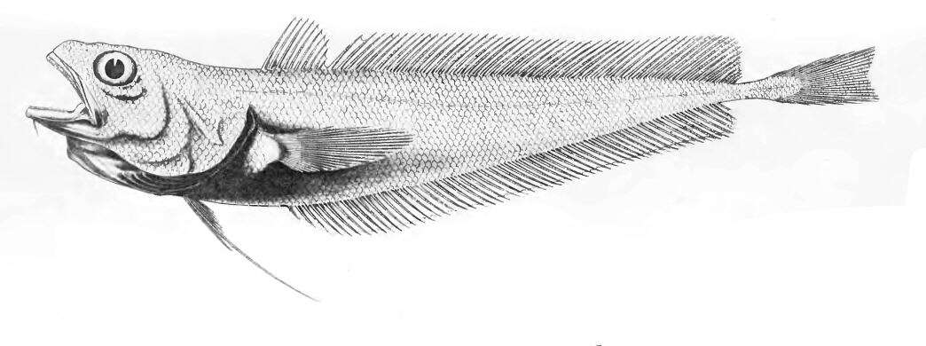 Слика од Physiculus argyropastus Alcock 1894