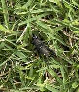 Image of black field cricket