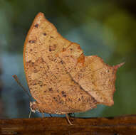 Image of Leafwings