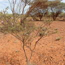 Image of Eremophila punctata R. J. Chinnock