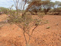 Image of Eremophila punctata R. J. Chinnock