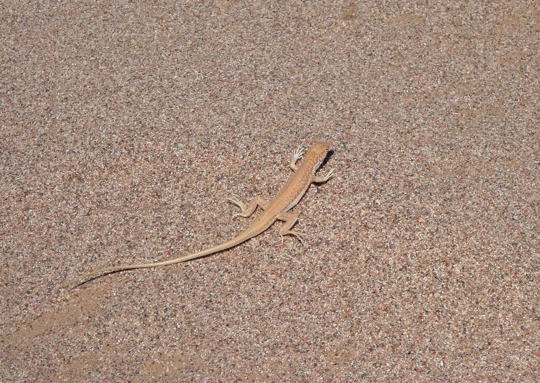 Image of Arnold's Fringe-fingered Lizard