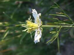 Nigella arvensis L. resmi